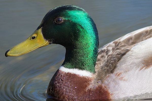 Washington State-Redmond-Lake Sammamish Male mallard duck